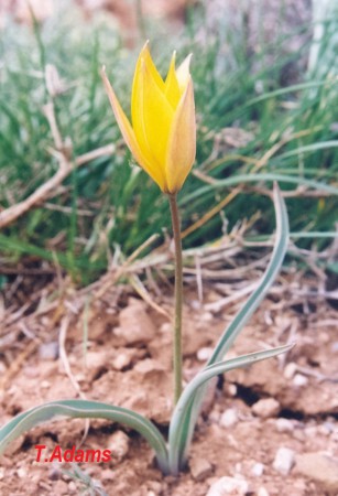Tulipa australis